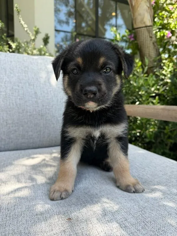 A young medium-sized male Mixed Breed dog named Rowan for adoption in Manhattan Beach, CA