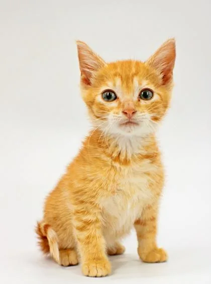 A baby small-sized female Domestic Medium Hair cat named Hermione for adoption in Morton Grove, IL