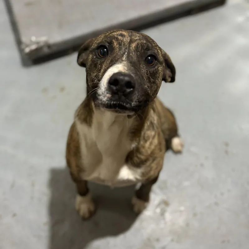 Milo