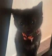 A baby small-sized male Black Domestic Short Hair cat named Henry for adoption in Anoka, MN