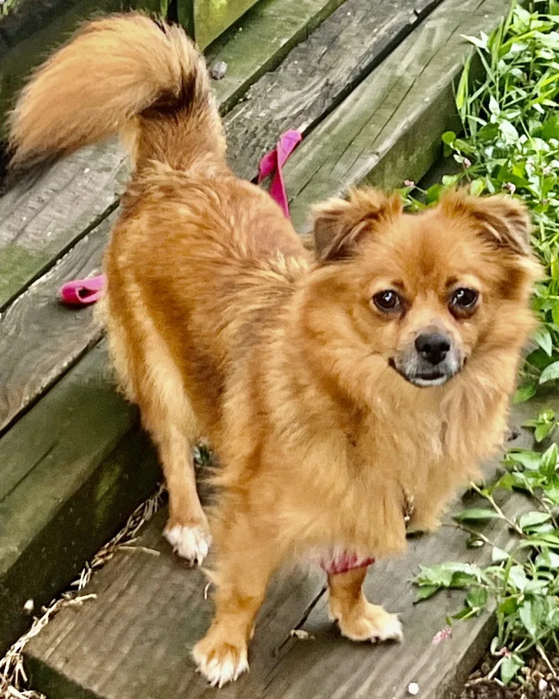 Foxy Lady thumbnail 3