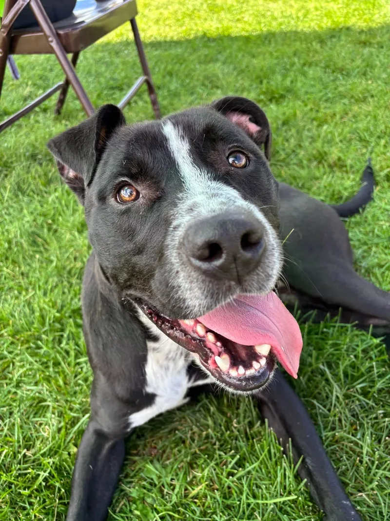 An adult medium-sized male Pit Bull Terrier dog named Tator Tot for adoption in Montrose, CO