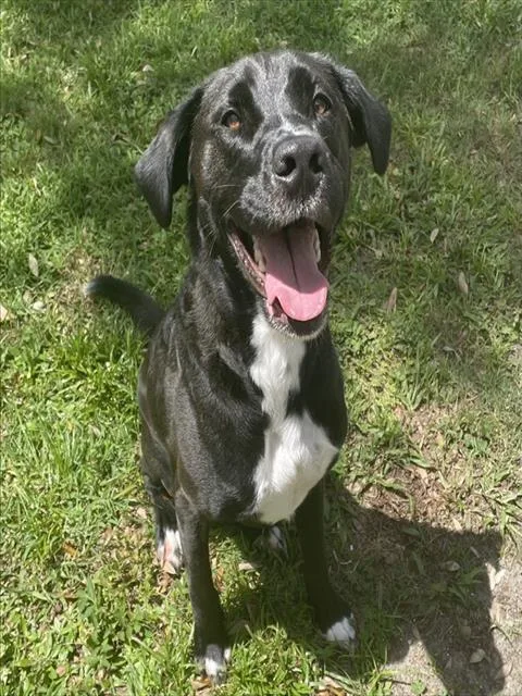 An adult large-sized male Mixed Breed dog named Nandor for adoption in Palmetto, FL