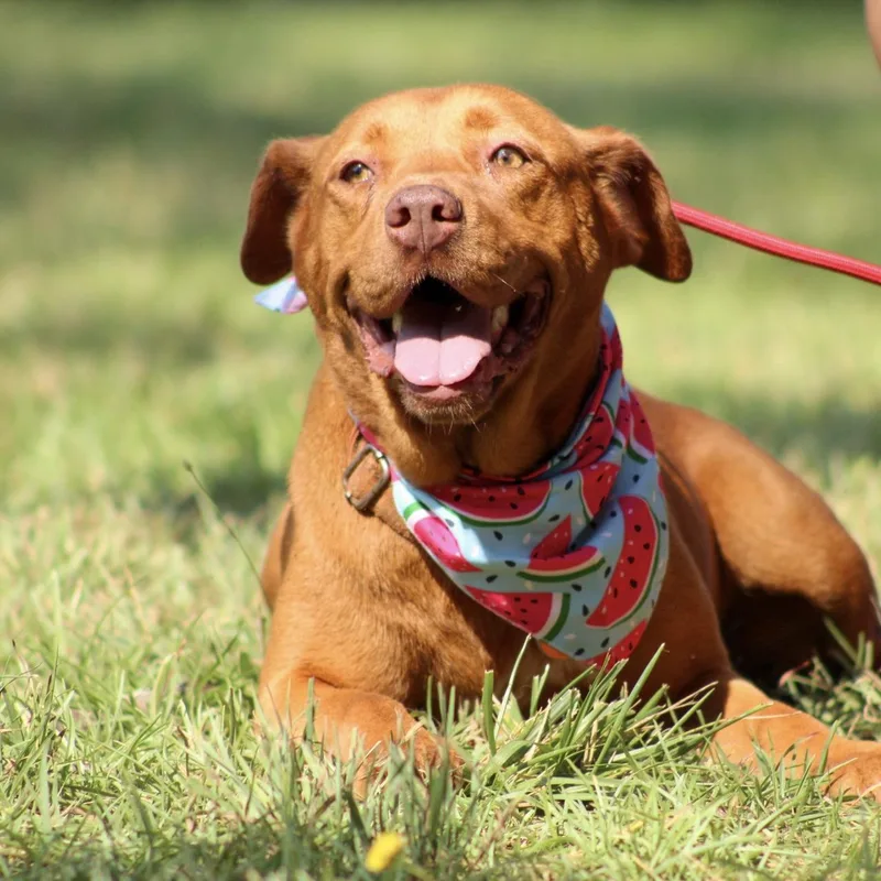 An adult medium-sized female Red / Chestnut / Orange Pit Bull Terrier dog named Waffles for adoption in Columbia, SC
