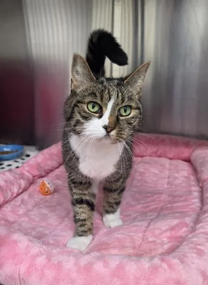 An adult large-sized female Domestic Short Hair cat named Lori for adoption in New Hope, PA
