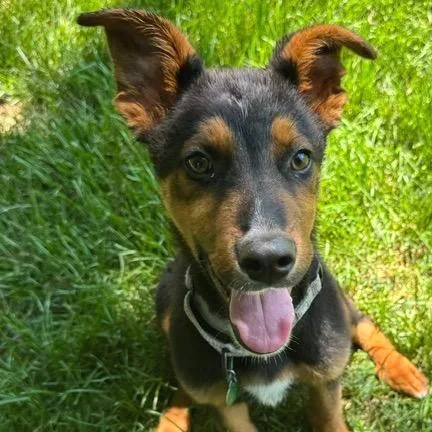 A baby small-sized male Black Mixed Breed dog named Ringo for adoption in Buffalo, MN