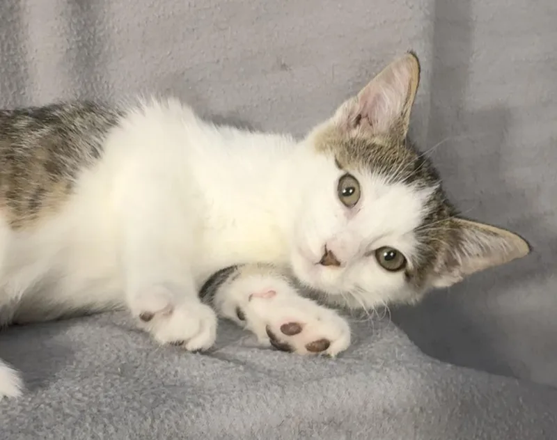 A baby medium-sized male White Domestic Short Hair cat named Olaf for adoption in Minneapolis, MN