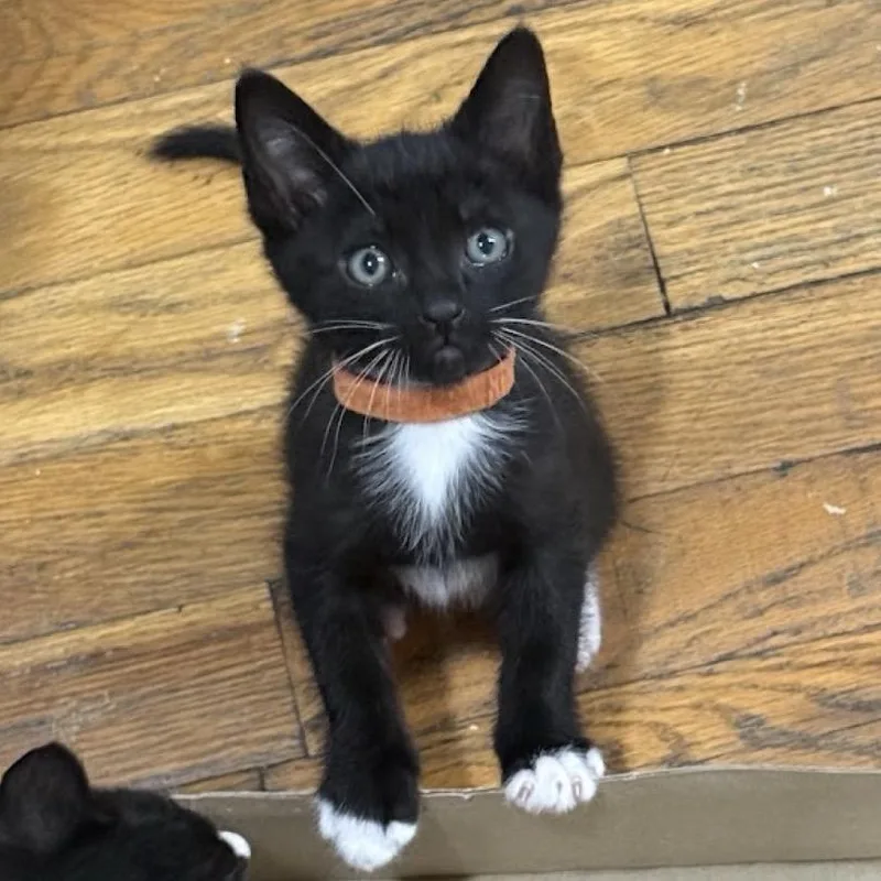 A baby small-sized male Black Domestic Short Hair cat named Gordito for adoption in San Diego, CA