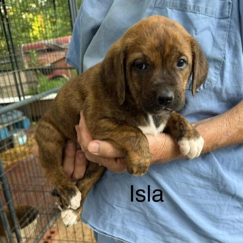 A baby medium-sized female Brown / Chocolate Mixed Breed dog named Isla for adoption in Alexandria, VA