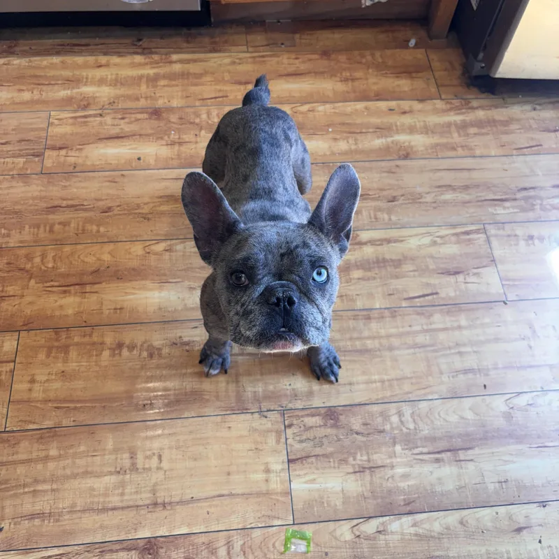 An adult small-sized female French Bulldog dog named Leia for adoption in Corona, CA