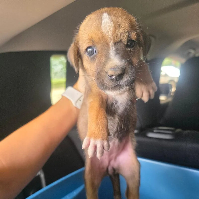 A baby small-sized female Collie dog named Roo for adoption in Lufkin, TX