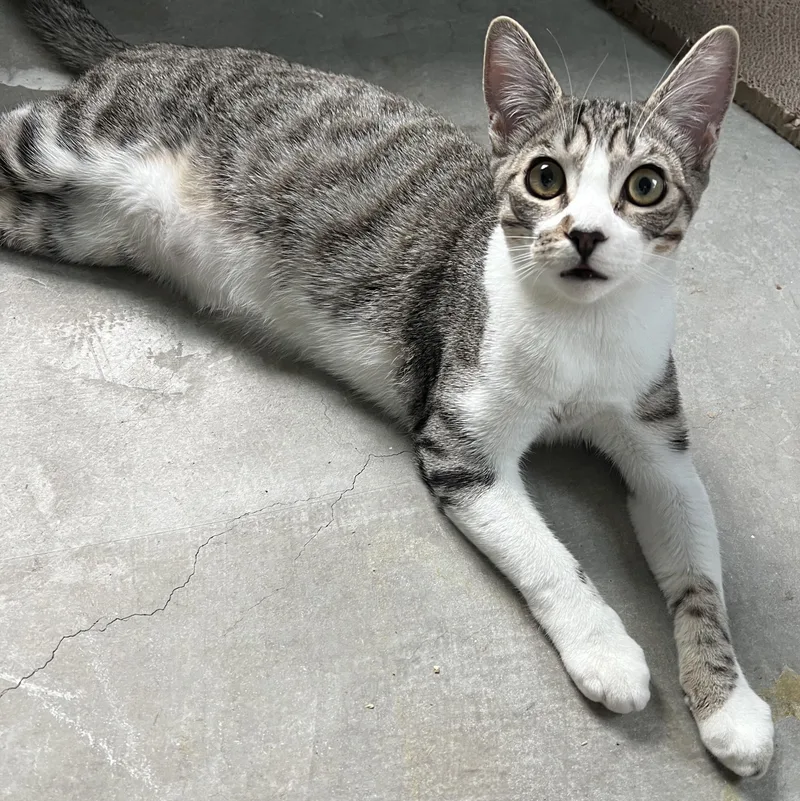 A baby large-sized male Tabby (Gray / Blue / Silver) Tabby cat named Snow for adoption in Palm Desert, CA
