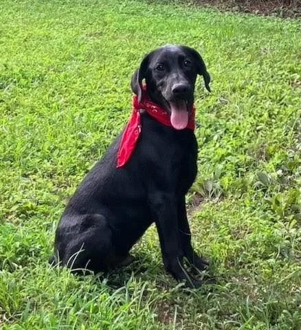 A baby medium-sized male Black Labrador Retriever dog named Ranger for adoption in Willington, CT
