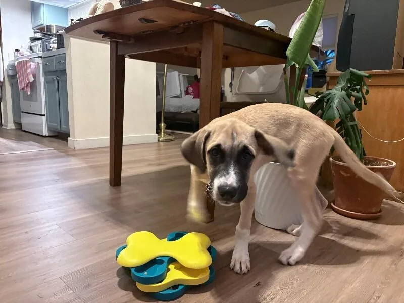 A baby medium-sized male Saint Bernard dog named Titus for adoption in Fort Collins, CO