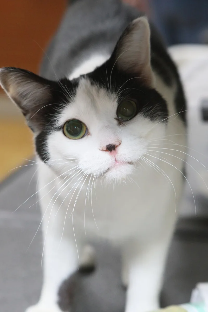 A young medium-sized female Black & White / Tuxedo Domestic Short Hair cat named Ackston for adoption in Austin, MN