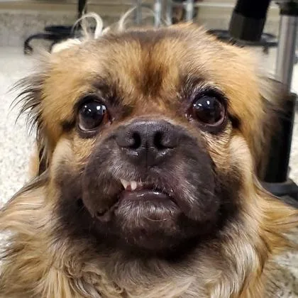Pete