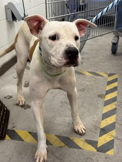 A young medium-sized female Pit Bull Terrier dog named Snowflake for adoption in Tucson, AZ