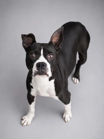 An adult medium-sized female Pit Bull Terrier dog named Bella Loo for adoption in Bowling Green, KY