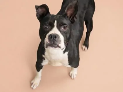 Bella Loo thumbnail 2