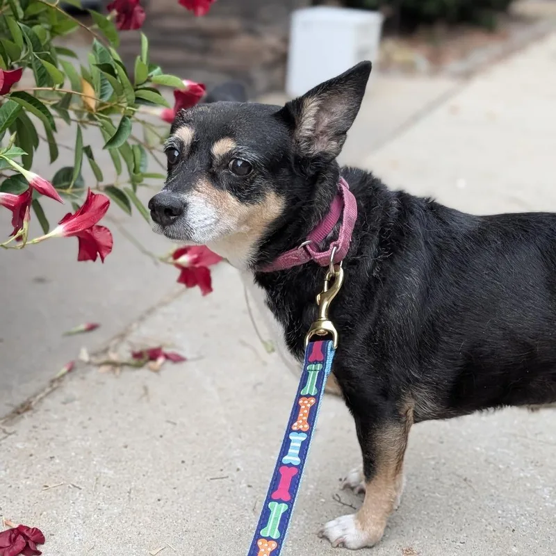 A senior medium-sized female Black Rat Terrier dog named Jelly Bean for adoption in Covington, GA