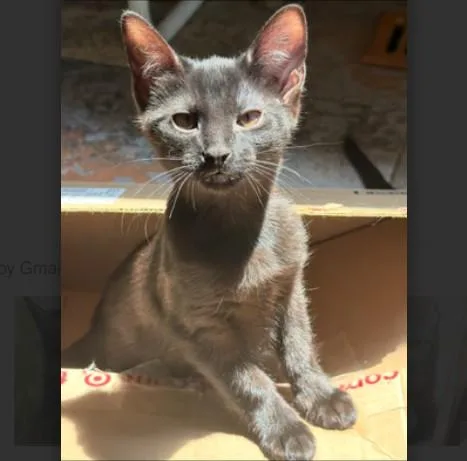 A baby small-sized male Black Domestic Short Hair cat named Brian Groth for adoption in Morrison, CO