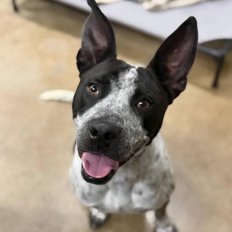 A young large-sized male Australian Cattle Dog / Blue Heeler dog named Ferdinand for adoption in Bloomfield, CT