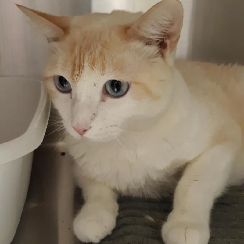 An adult large-sized male Flame Point Siamese cat named Butters for adoption in Spokane, WA