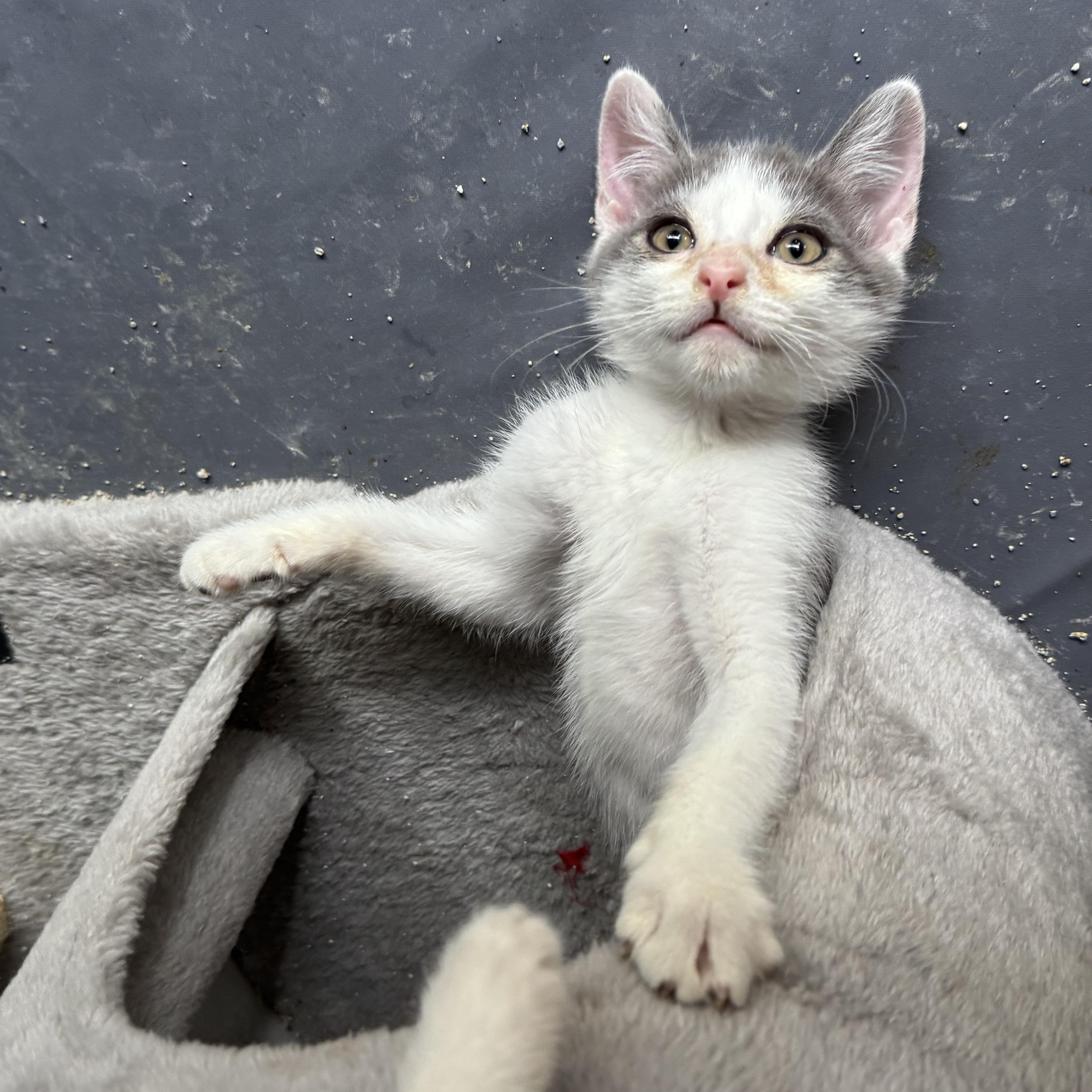 A baby medium-sized male Domestic Short Hair cat named Dilwyn for adoption in Easley, SC