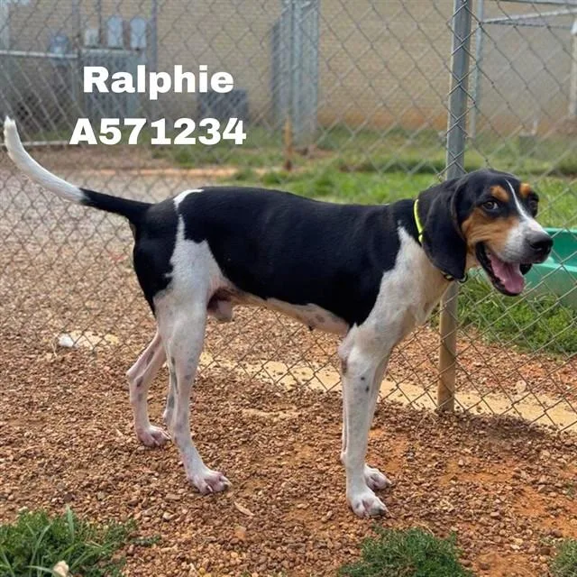An adult medium-sized male Treeing Walker Coonhound dog named Ralphie for adoption in Huntsville, AL