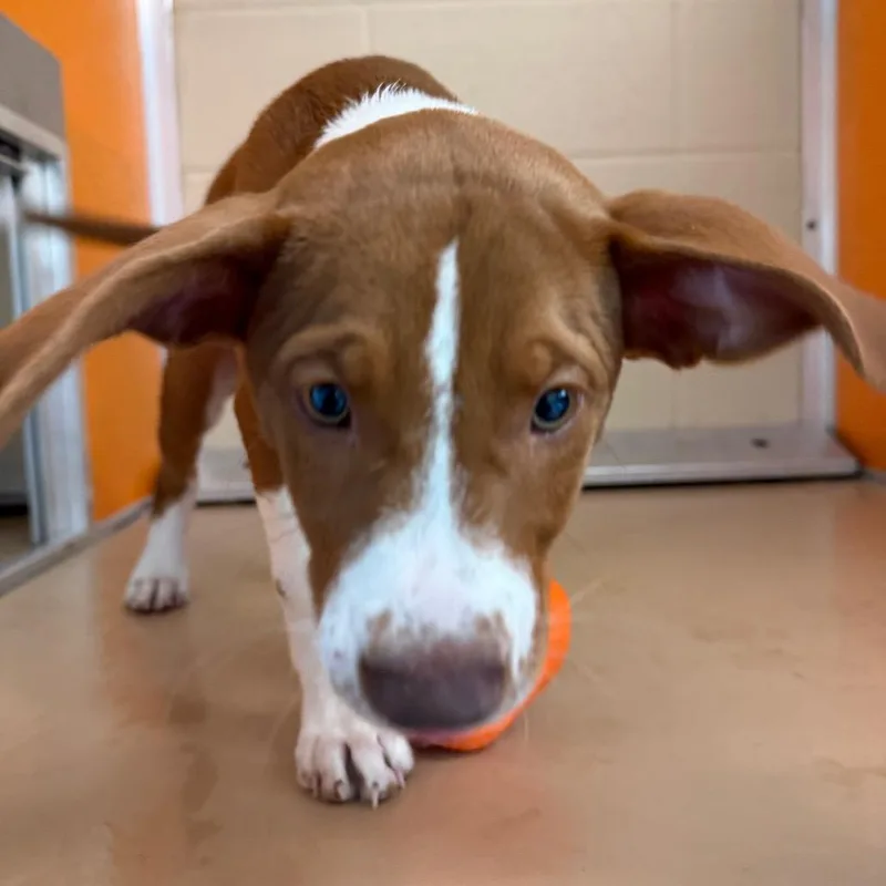 A baby medium-sized male Red / Chestnut / Orange Hound dog named Rupert for adoption in Norman, OK