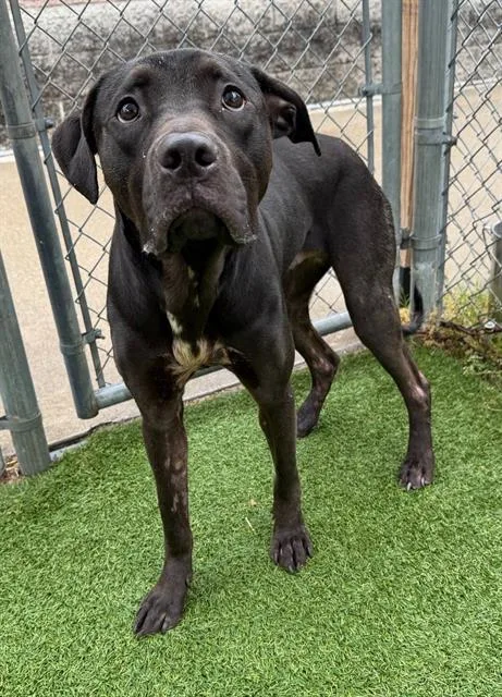 A young medium-sized male Mixed Breed dog named Novak for adoption in Columbia, SC