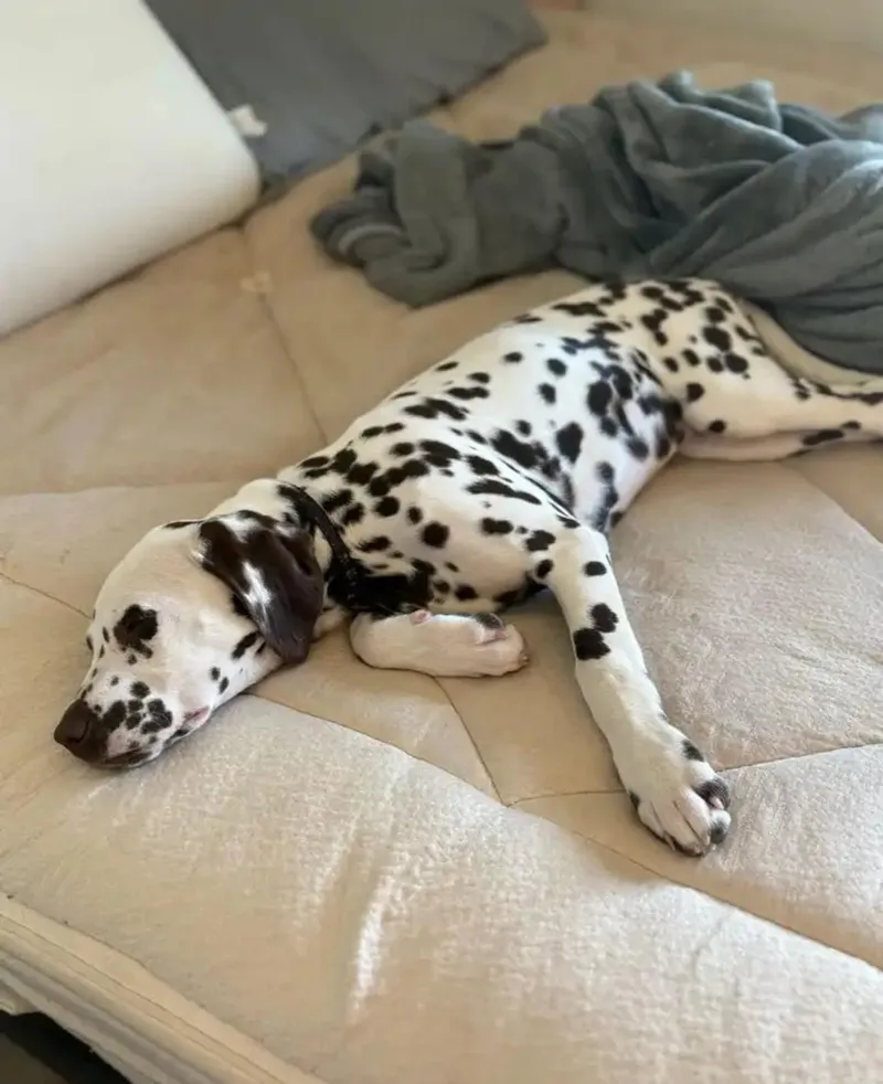 Barbielancaster  Ca thumbnail 3