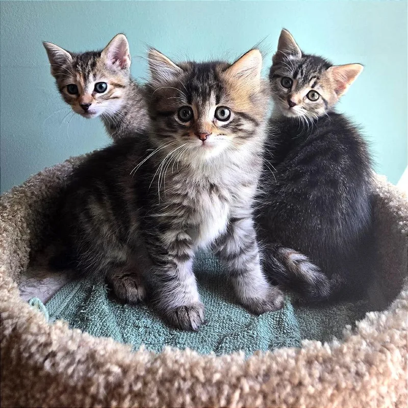 A baby small-sized female Brown / Chocolate Domestic Medium Hair cat named Madi Moo for adoption in Fredericksburg, VA