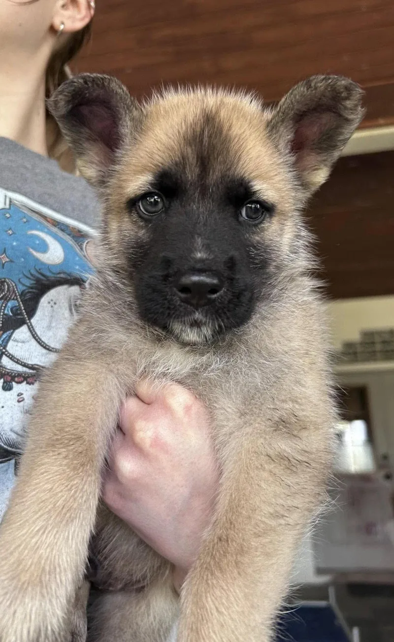 A baby large-sized male German Shepherd Dog dog named Maxim for adoption in Fort Worth, TX
