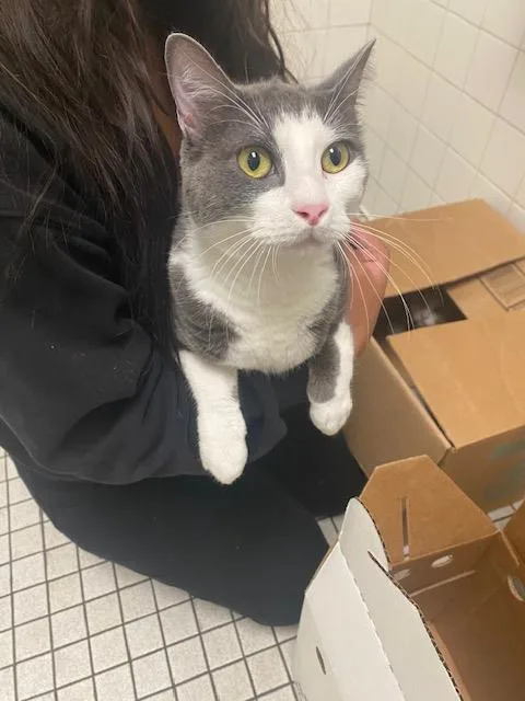 A young medium-sized male Domestic Short Hair cat named Apollo for adoption in Dallas, TX
