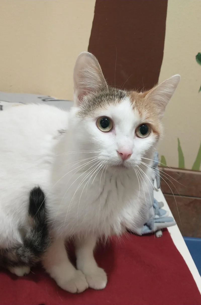A young medium-sized female Calico Domestic Short Hair cat named Darcy for adoption in Tomah, WI