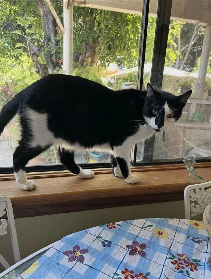 An adult medium-sized male Black & White / Tuxedo Domestic Short Hair cat named Eden for adoption in Beverly Hills, CA