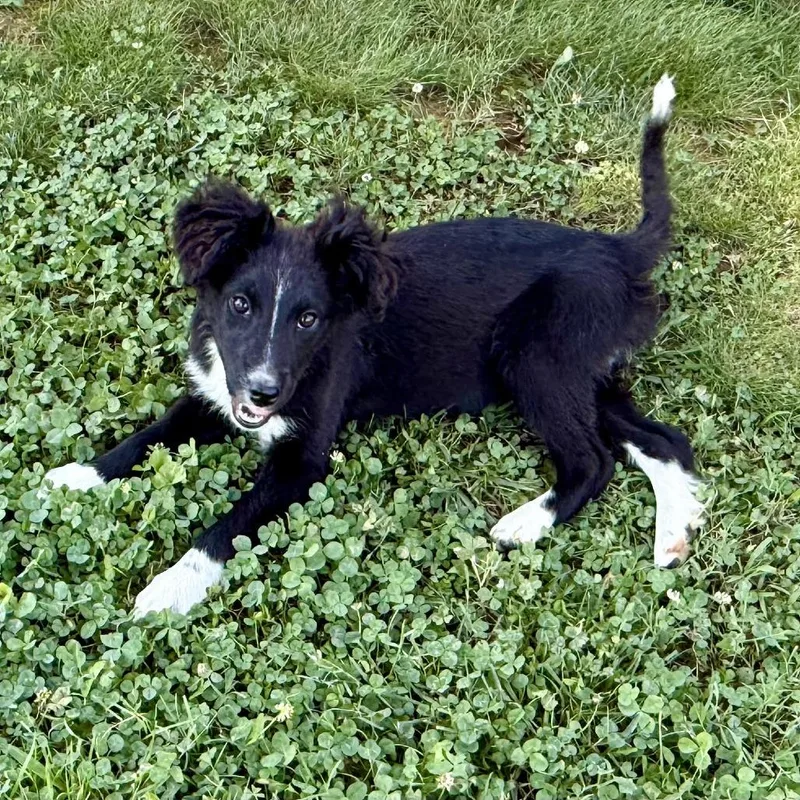 A baby small-sized female Black Border Collie dog named Lily for adoption in Jefferson city, TN
