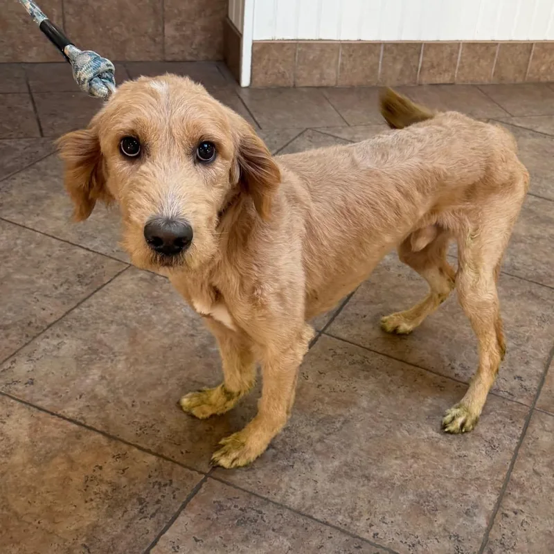 An adult medium-sized male Mixed Breed dog named MONTStray for adoption in Perkiomenville, PA