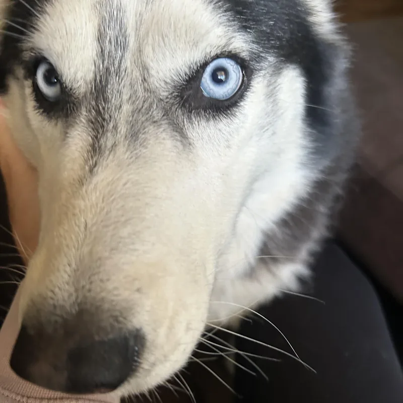 An adult medium-sized female Black Siberian Husky dog named Luna for adoption in Menifee, CA