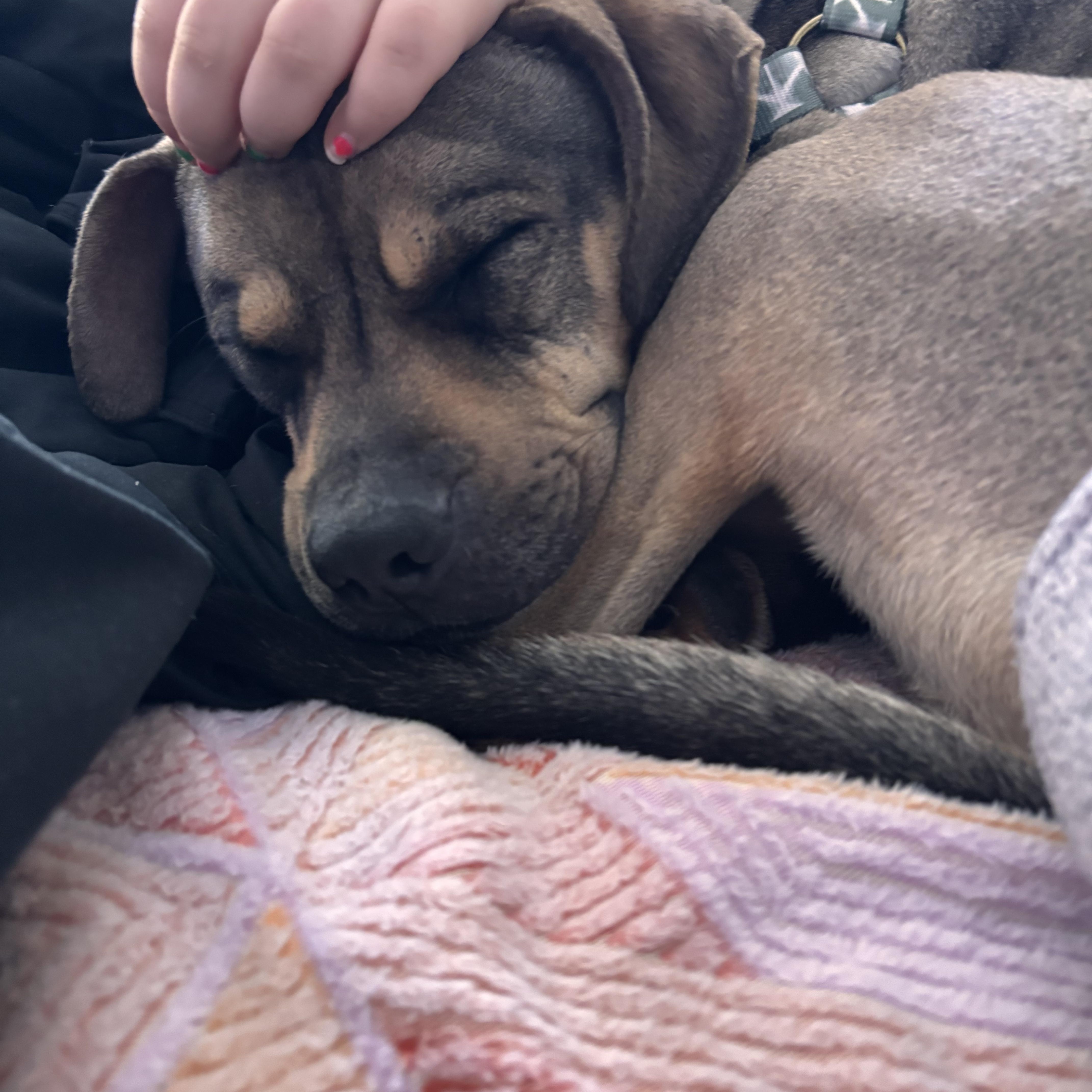 Sonny! Sweet Cuddle Bug! thumbnail 5