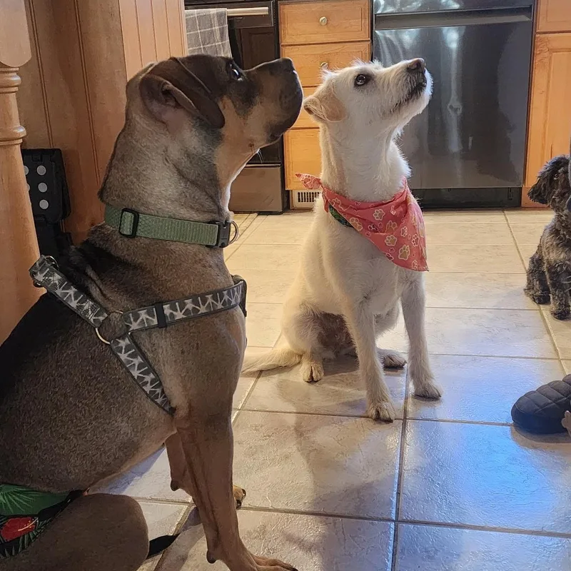 Sonny! Sweet Cuddle Bug! thumbnail 6