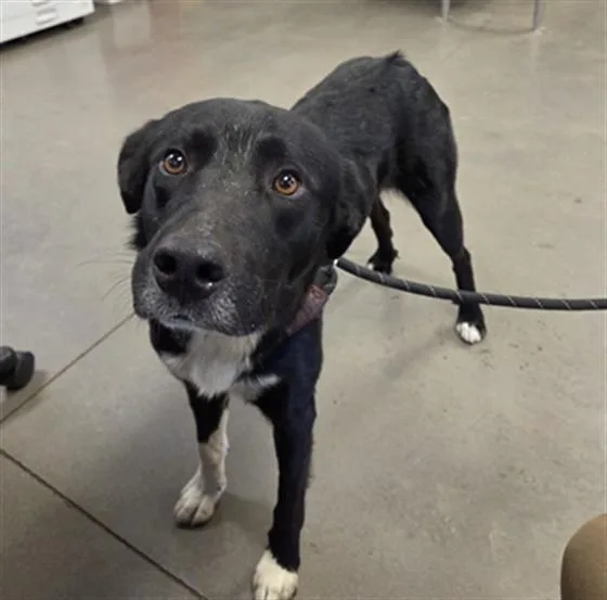A young large-sized male Labrador Retriever dog named Donald for adoption in Phoenix, AZ