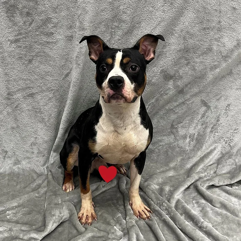 An adult medium-sized male Black Pit Bull Terrier dog named Hunter for adoption in Pleasantville, NJ