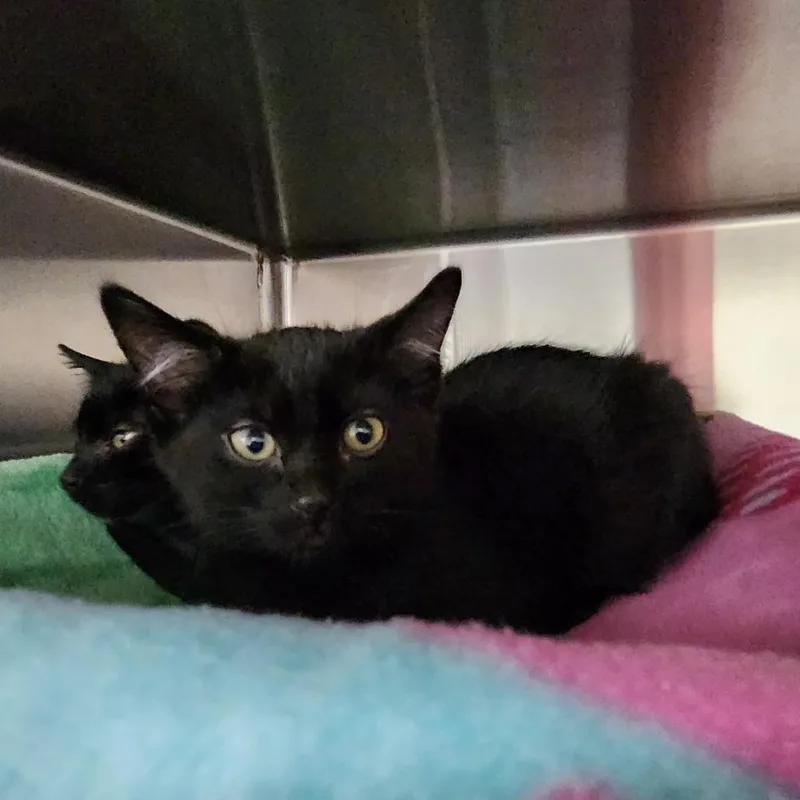 A baby small-sized female Black Domestic Short Hair cat named Naomi for adoption in Grand Rapids, MI