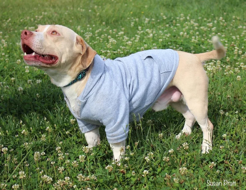Puppy thumbnail 3