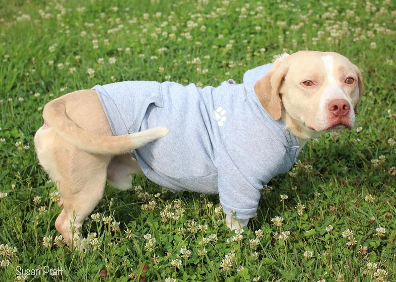 Puppy thumbnail 5