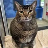 An adult extra large-sized male Tabby (Brown / Chocolate) Domestic Short Hair cat named Salem for adoption in Hilliard, OH