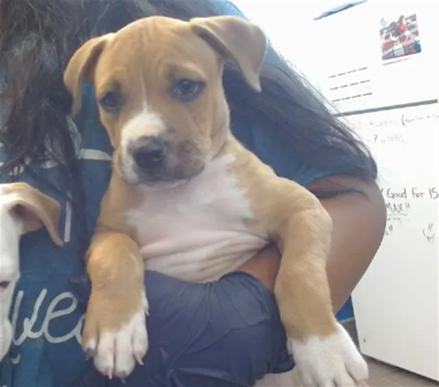 A young small-sized male Pit Bull Terrier dog named Shake for adoption in Albuquerque, NM