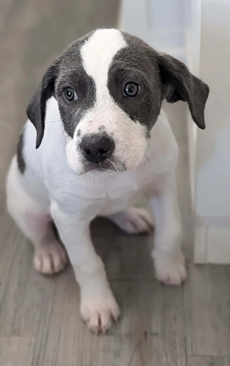 A baby medium-sized female Gray / Blue / Silver Hound dog named Velvet for adoption in Dubuque, IA